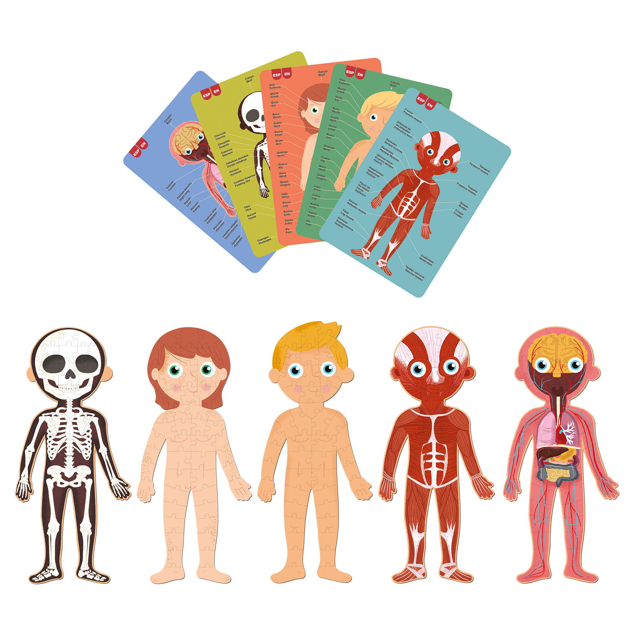 Puzle educativo Cuerpo Humano APLI